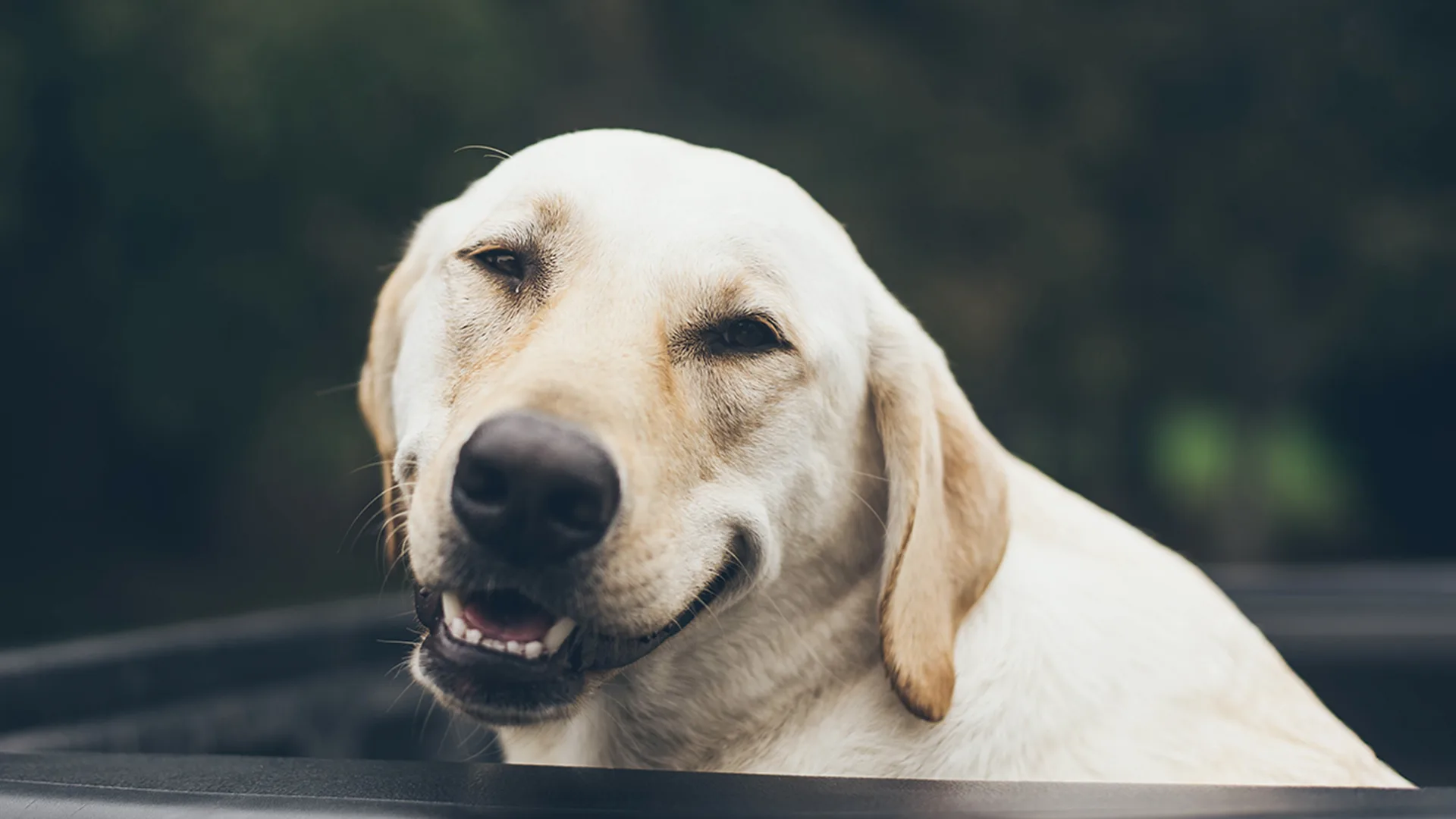 Labrador retriever smiling