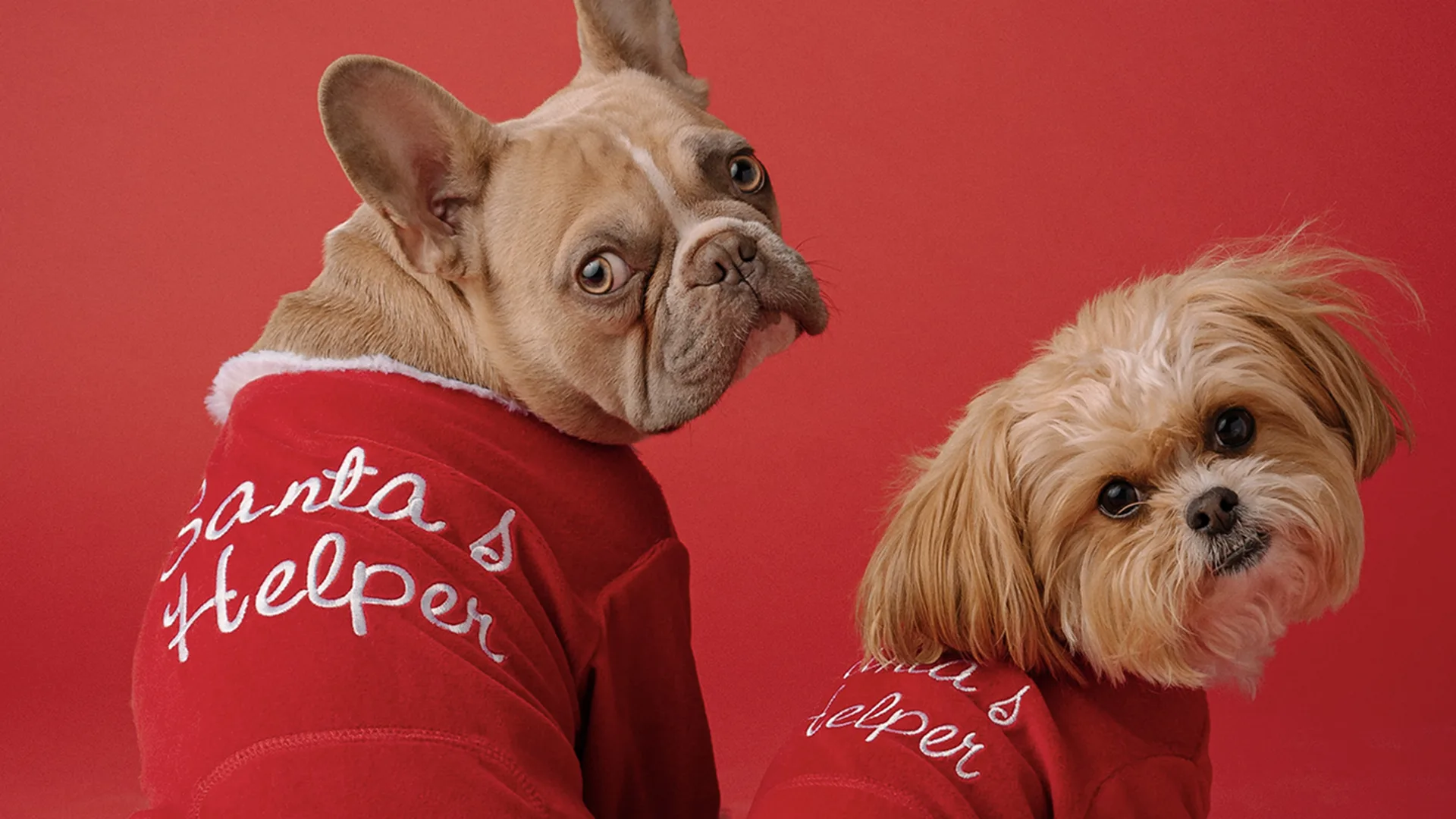 Dogs on red background in christmas outfits