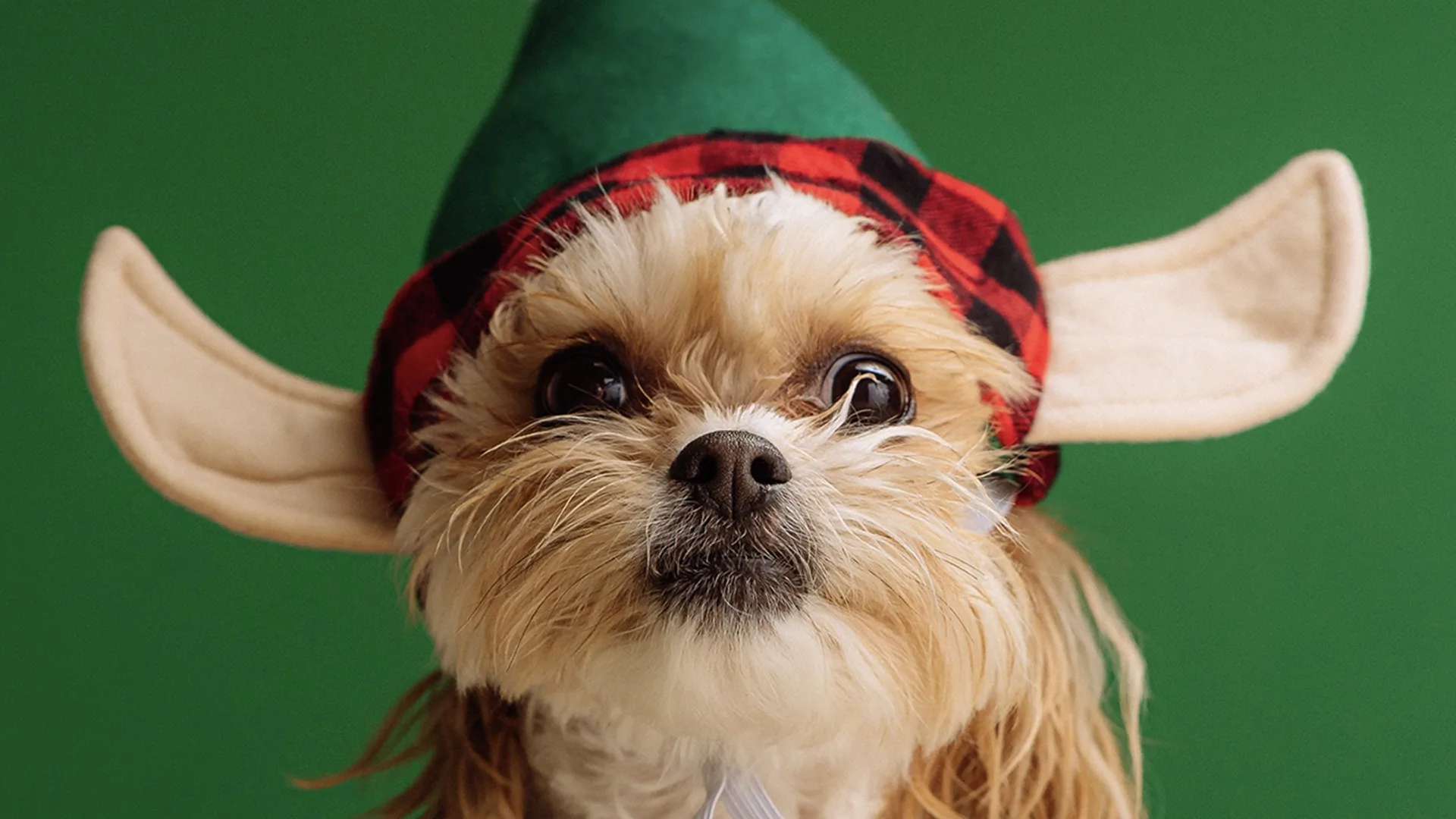 Dog in elf costume on green background