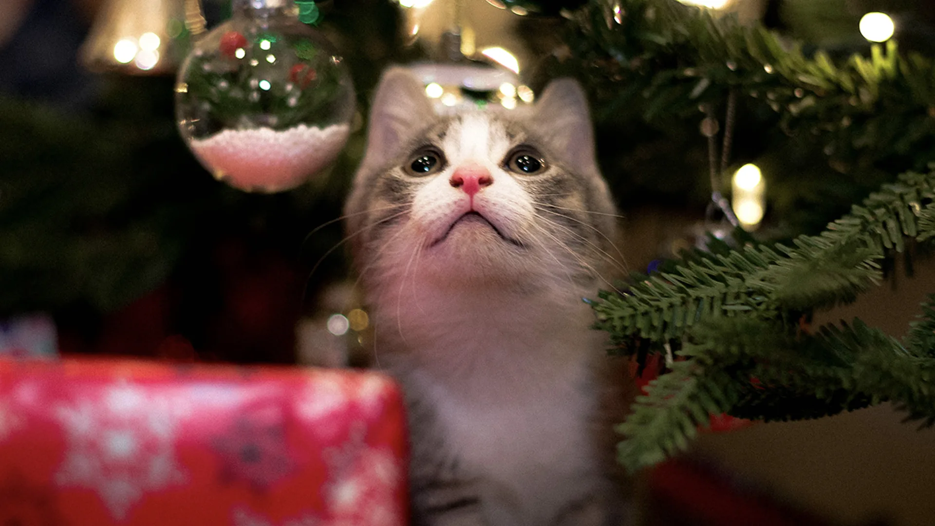 Kitten under the Christmas tree