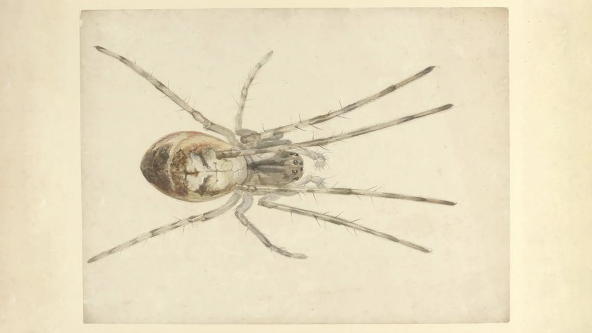 A watercolour drawing of a spider