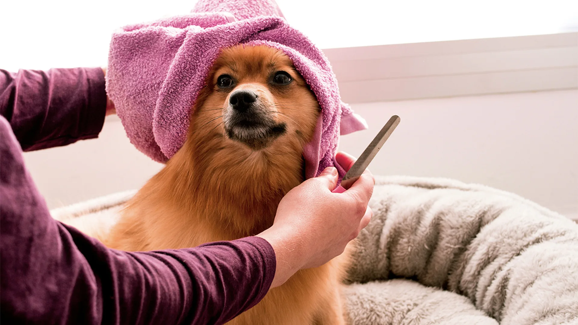 Dog with a towel on its head being groomed