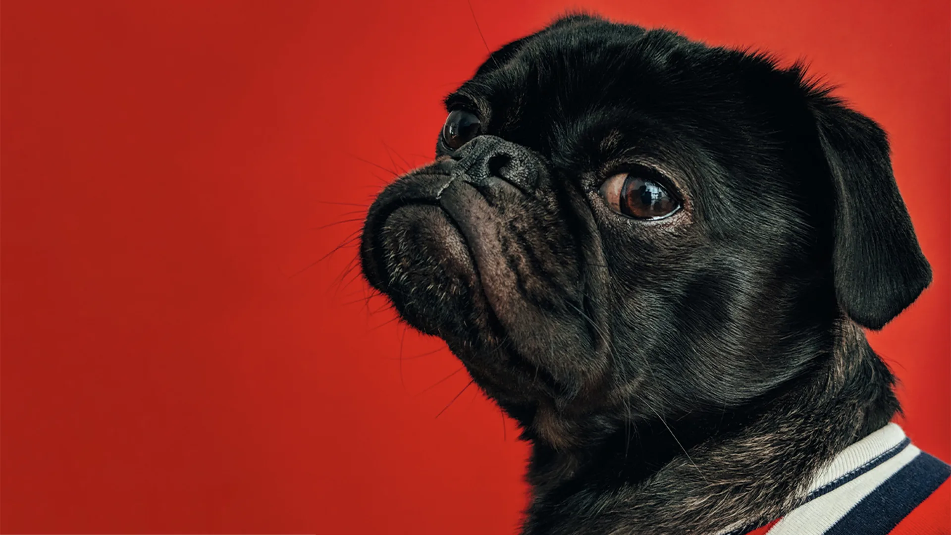 Grumpy dog on a red studio background