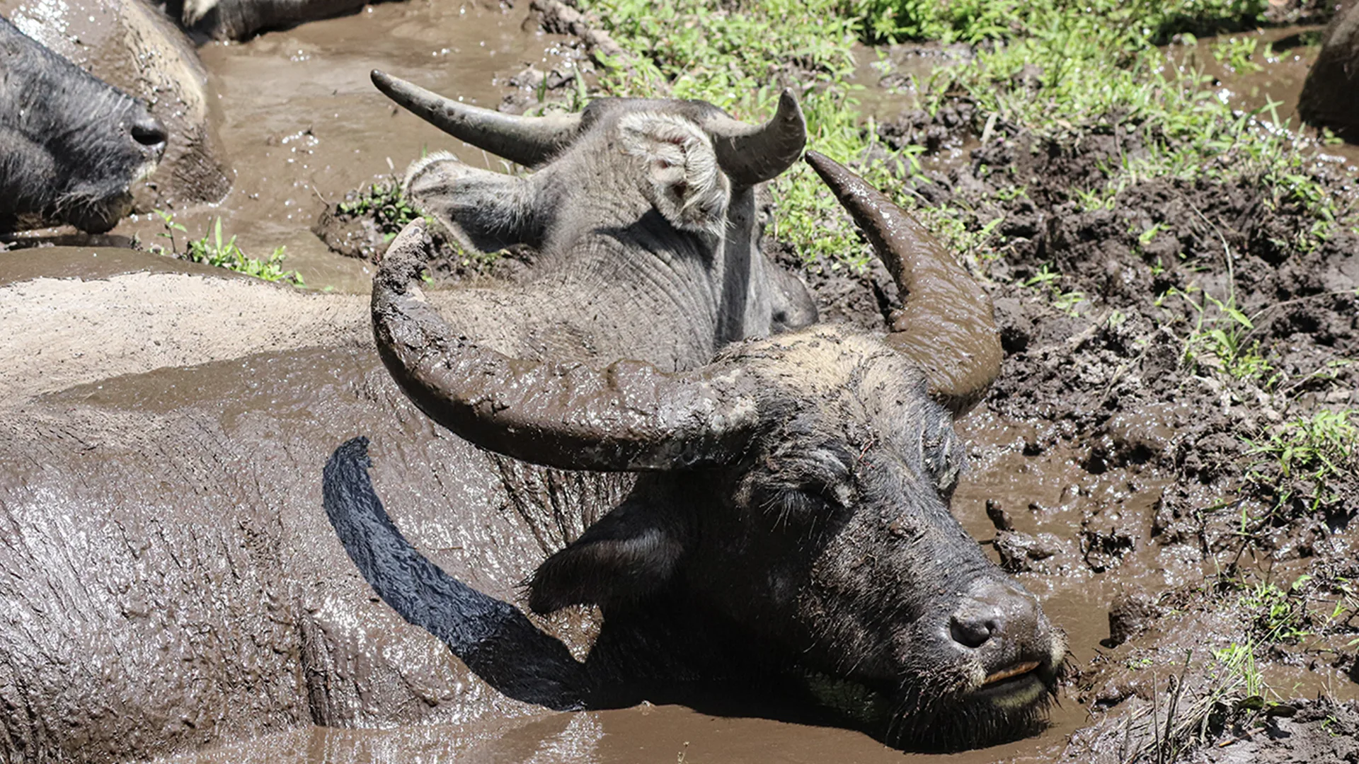 A happy water buffalo bathing in muddy water