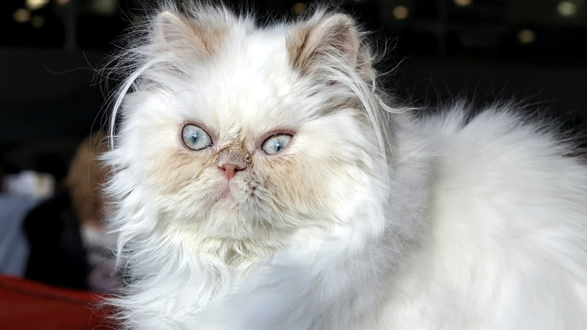 Grumpy white cat 
