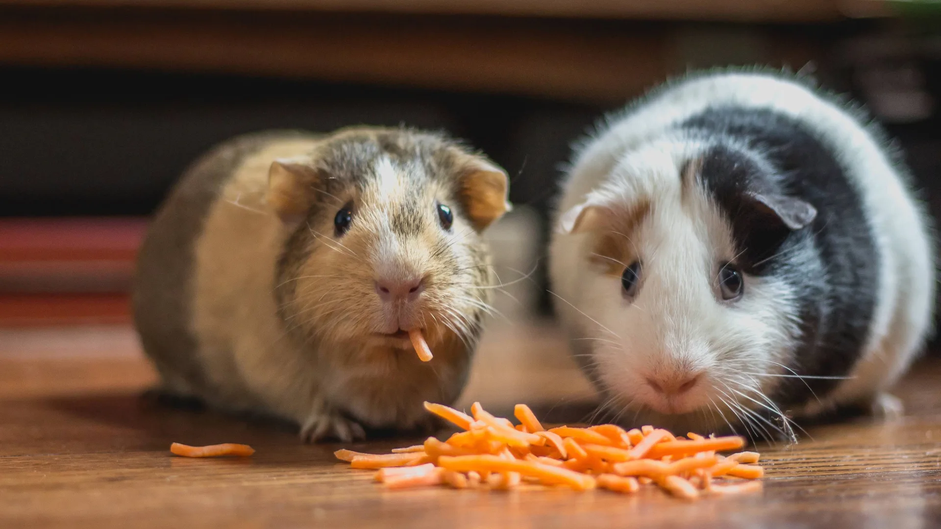 two guinea pigs eating carrot sticks
