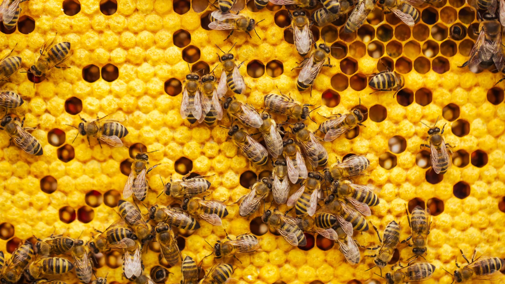 Bees crawling over a yellow side of honeycomb