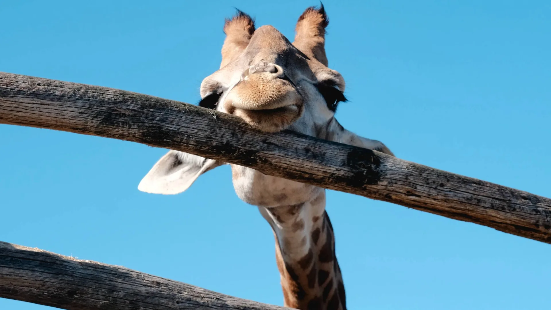 Giraffe peering over a fence with a blue background
