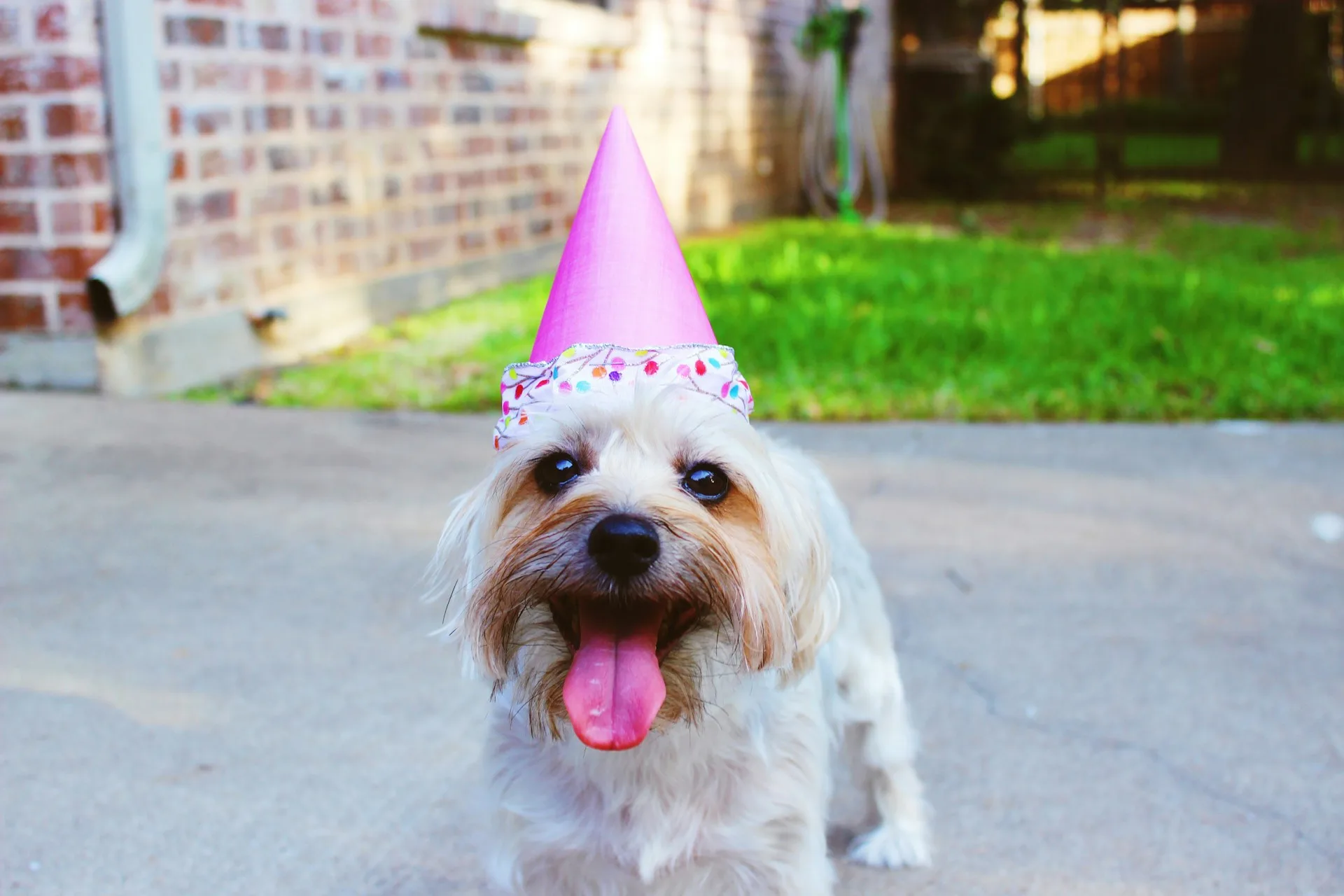 dog wearing pink party hat