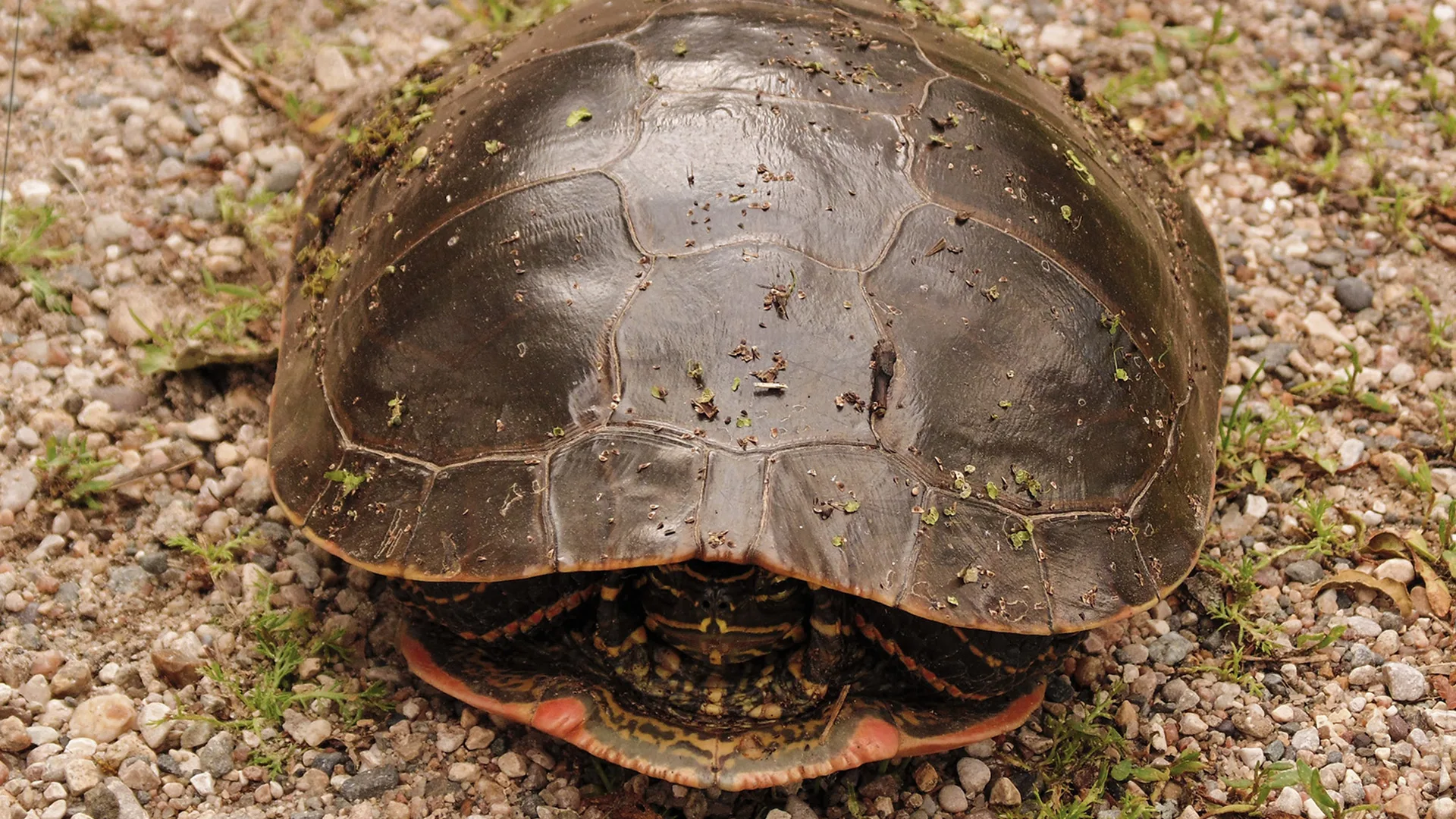 Turtle on the gravel