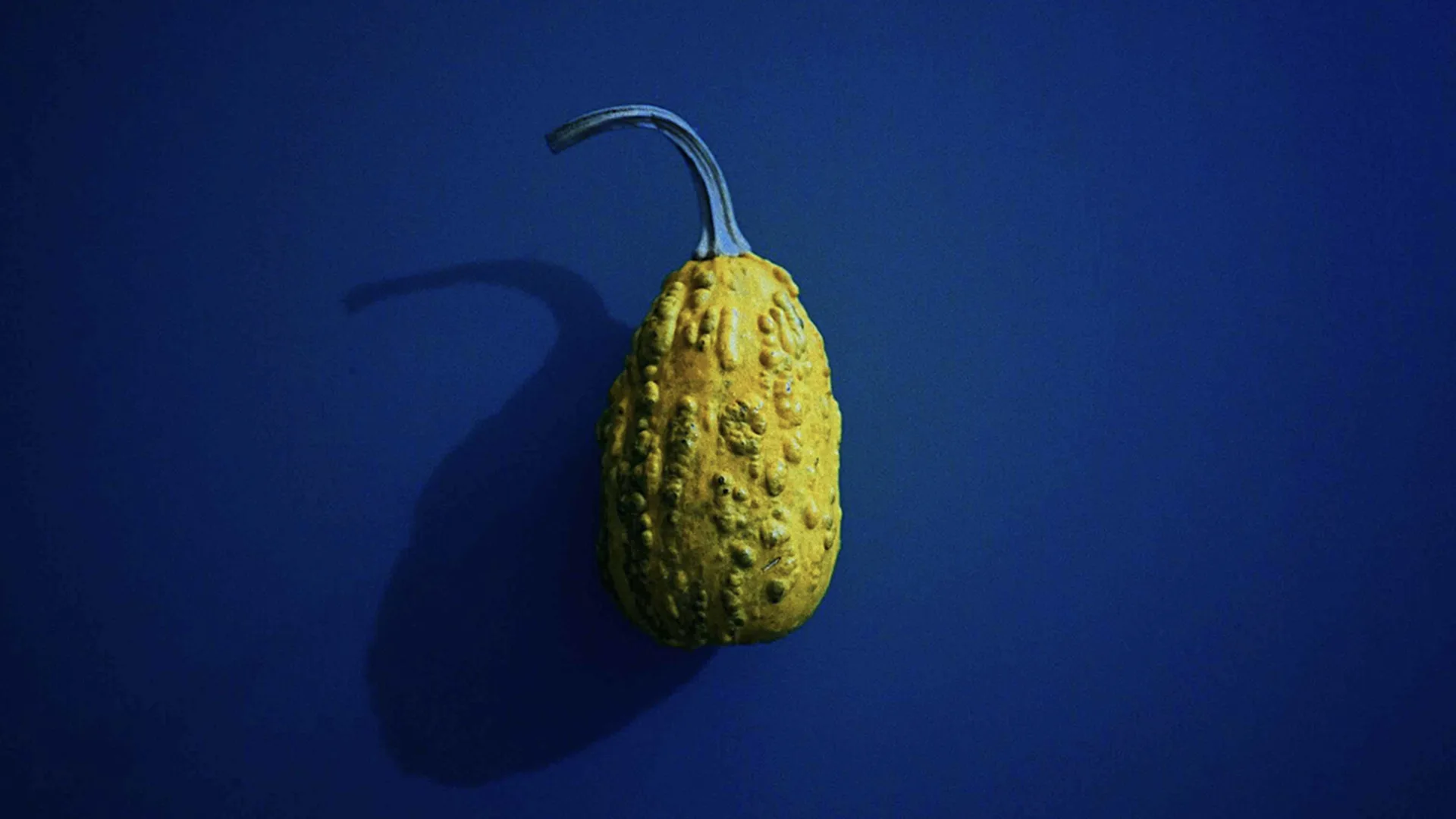 An imperfect squash vegetable
