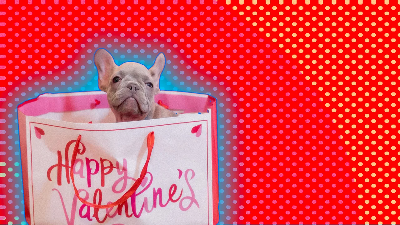 French bulldog in a Valentines gift bag