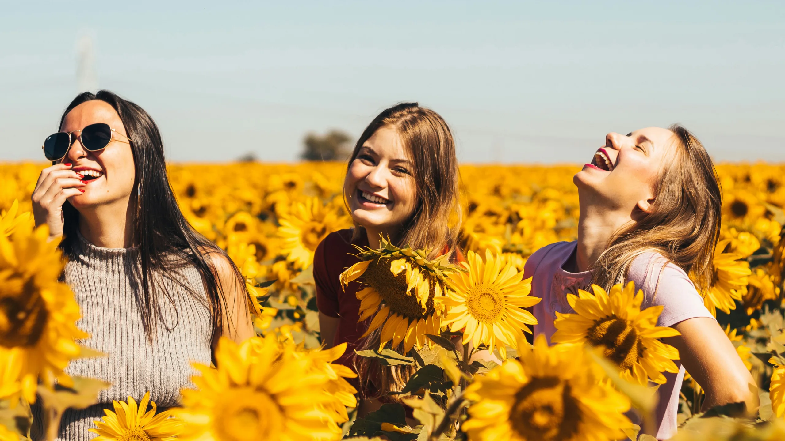 A photograph of three girls laughing in a sunflower field