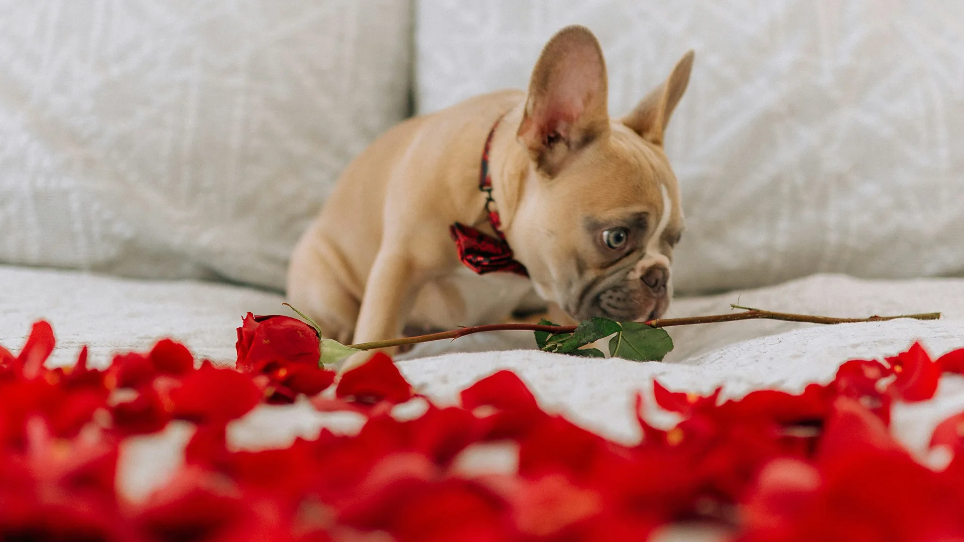 French bulldog puppy on a bed of roses