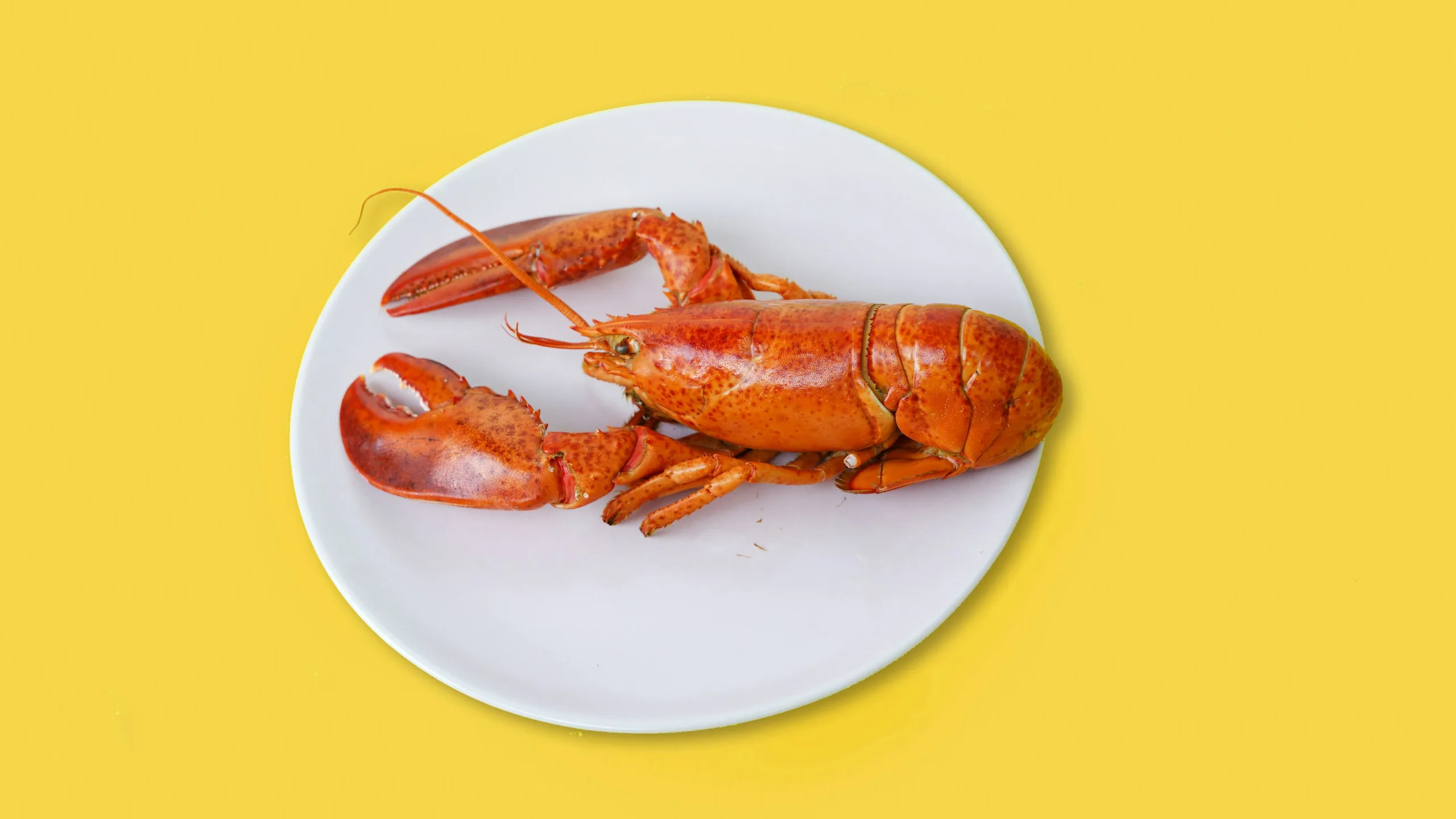 Photograph of a lobster on a plate with a yellow background