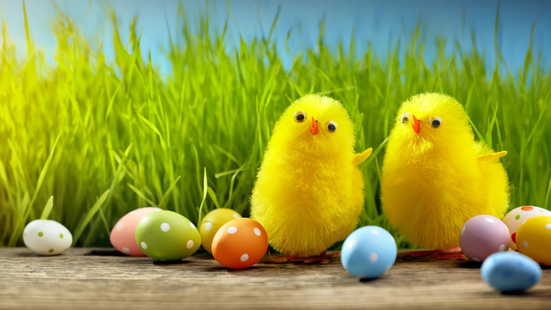 Two yellow toy fluffy chicks surrounded by colourful eggs against a background of green grass and blue sky