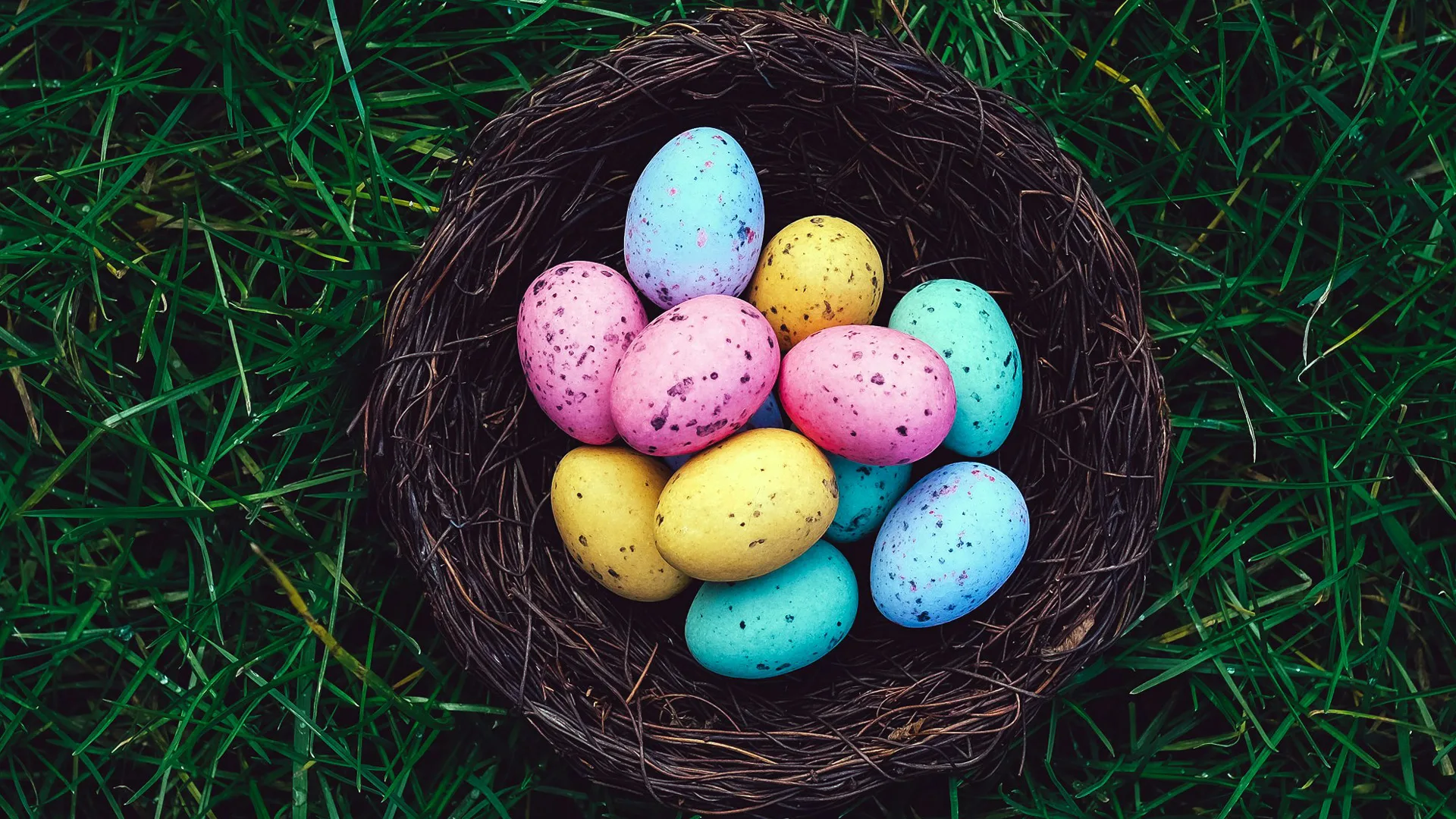 A close up photograph of colourful speckled eggs in a brown nest on a bed of green grass