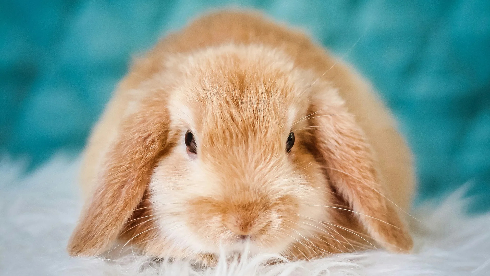 A photograph of a blonde bunny with floppy ears lying on a white furry rug against an out of focus blue background