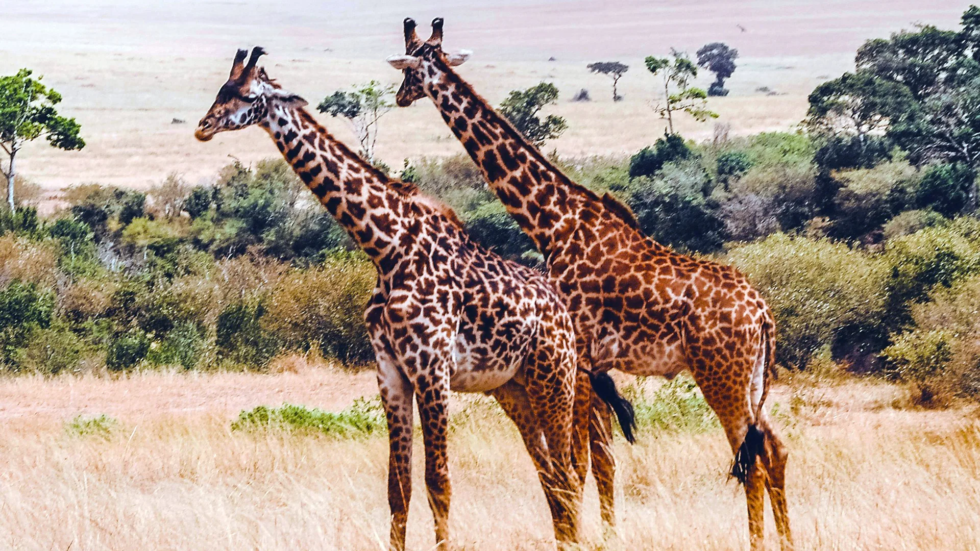 A photograph of two giraffes standing next to eachother in the African savannah