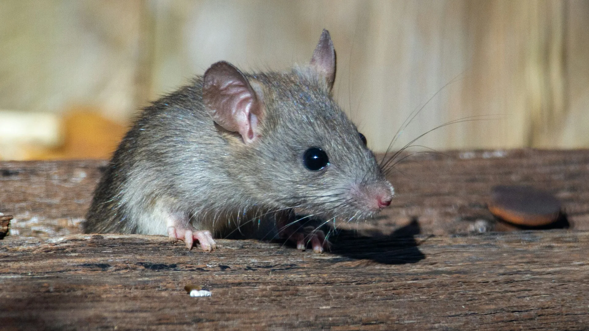 A rat sitting on a piece of wood