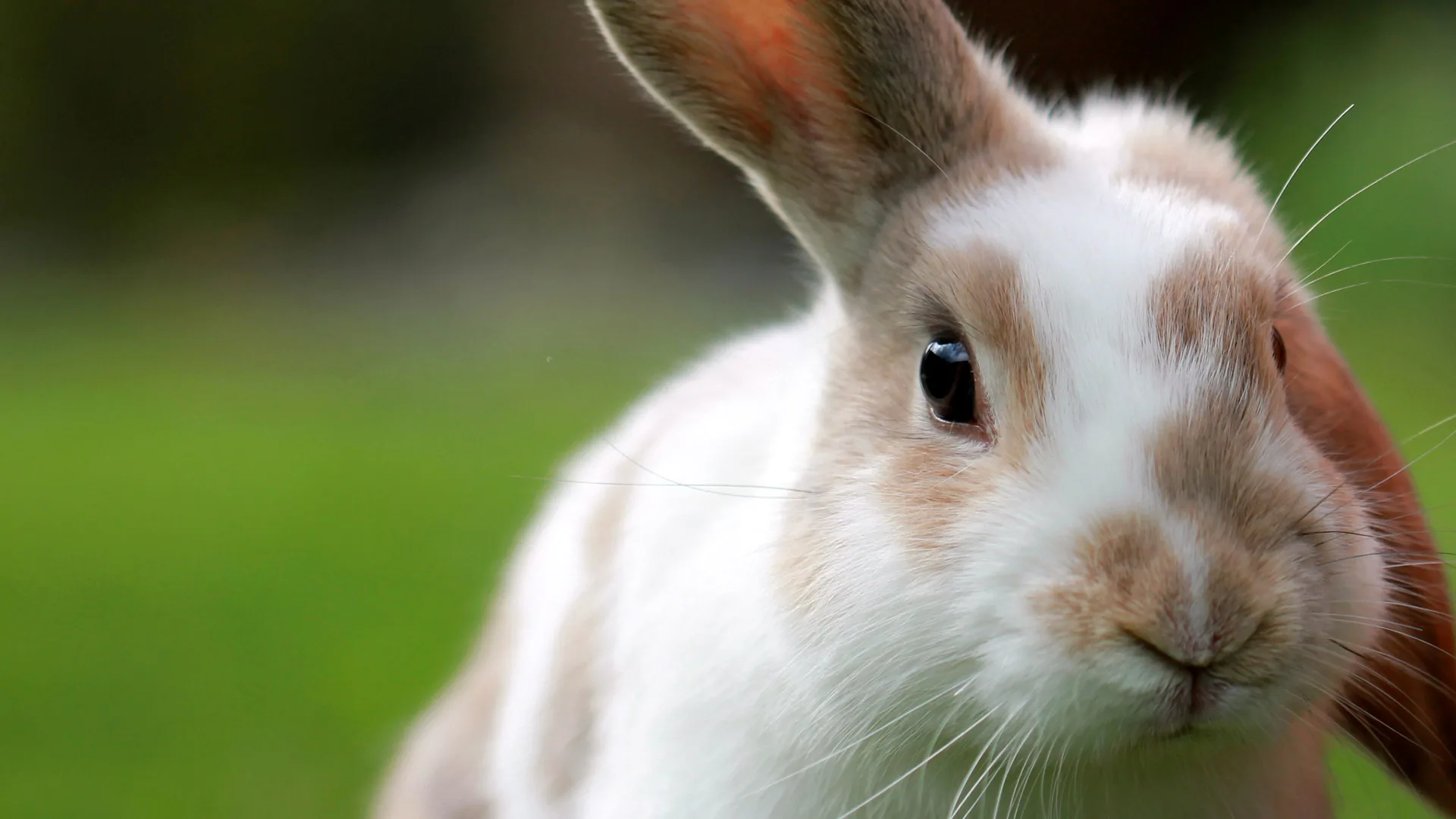 A close-up photograph of a soft white and beige rabbit with one ear up and one ear down on a soft focus background of grass