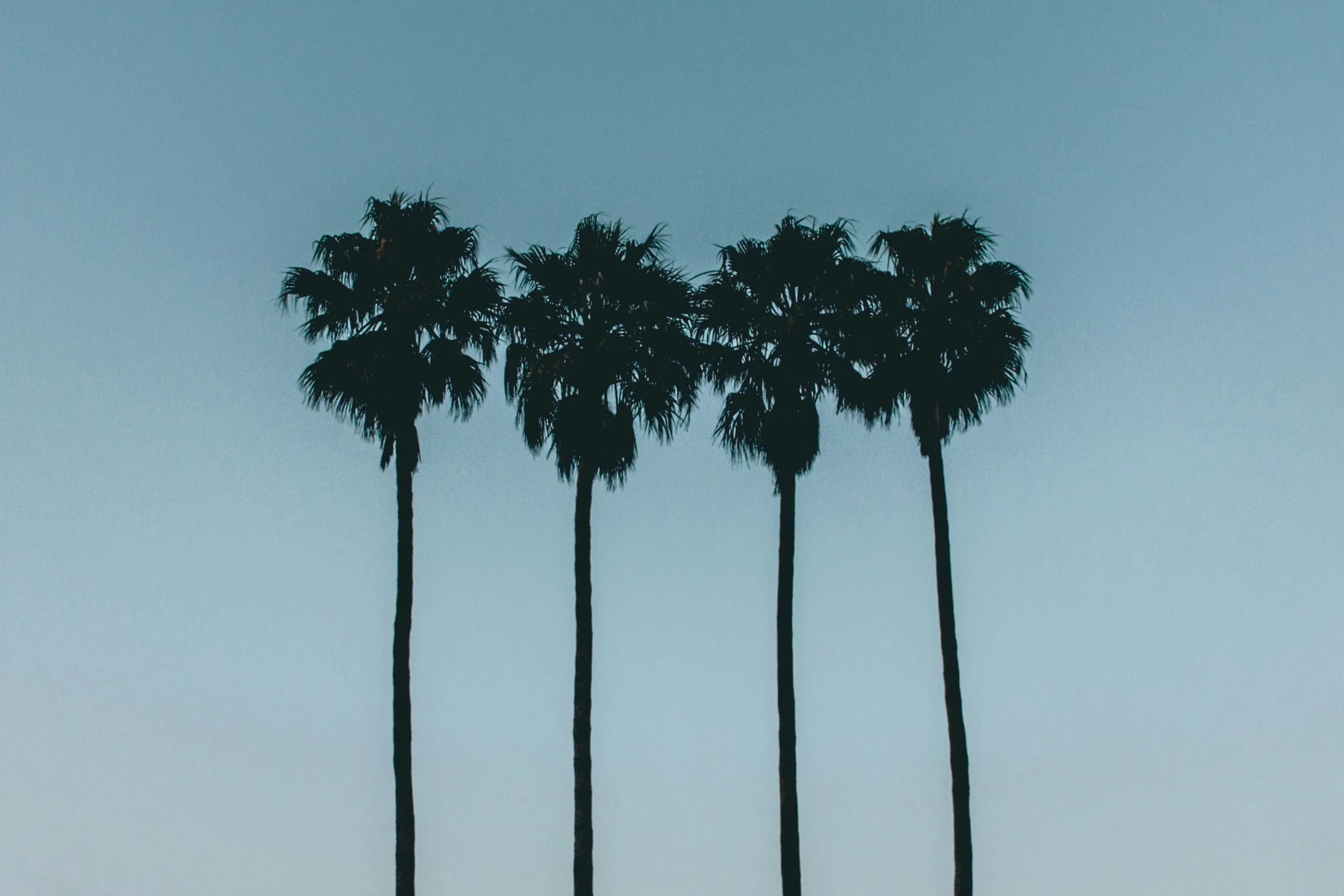 A photograph of palm trees in silhouette against a blue sky
