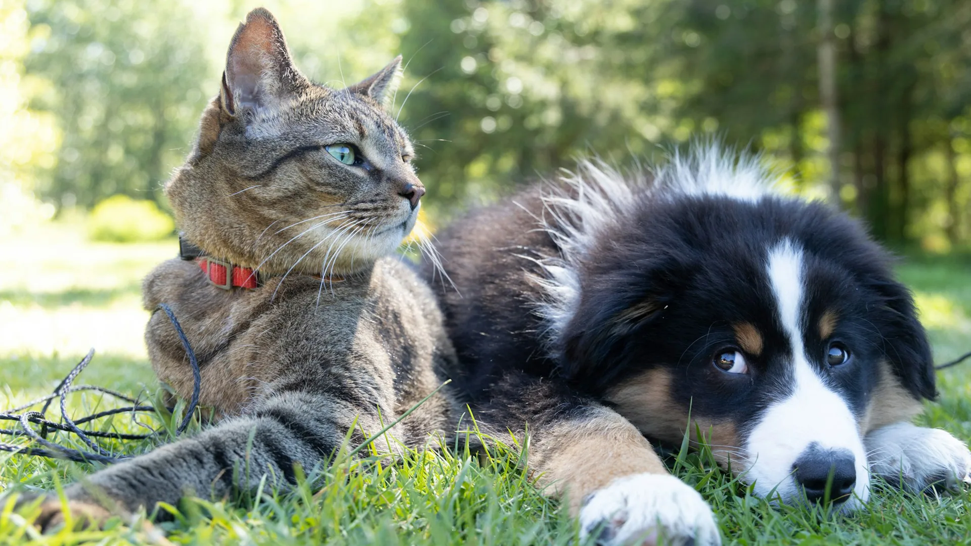 A tabby cat and a collie puppy lying on grass