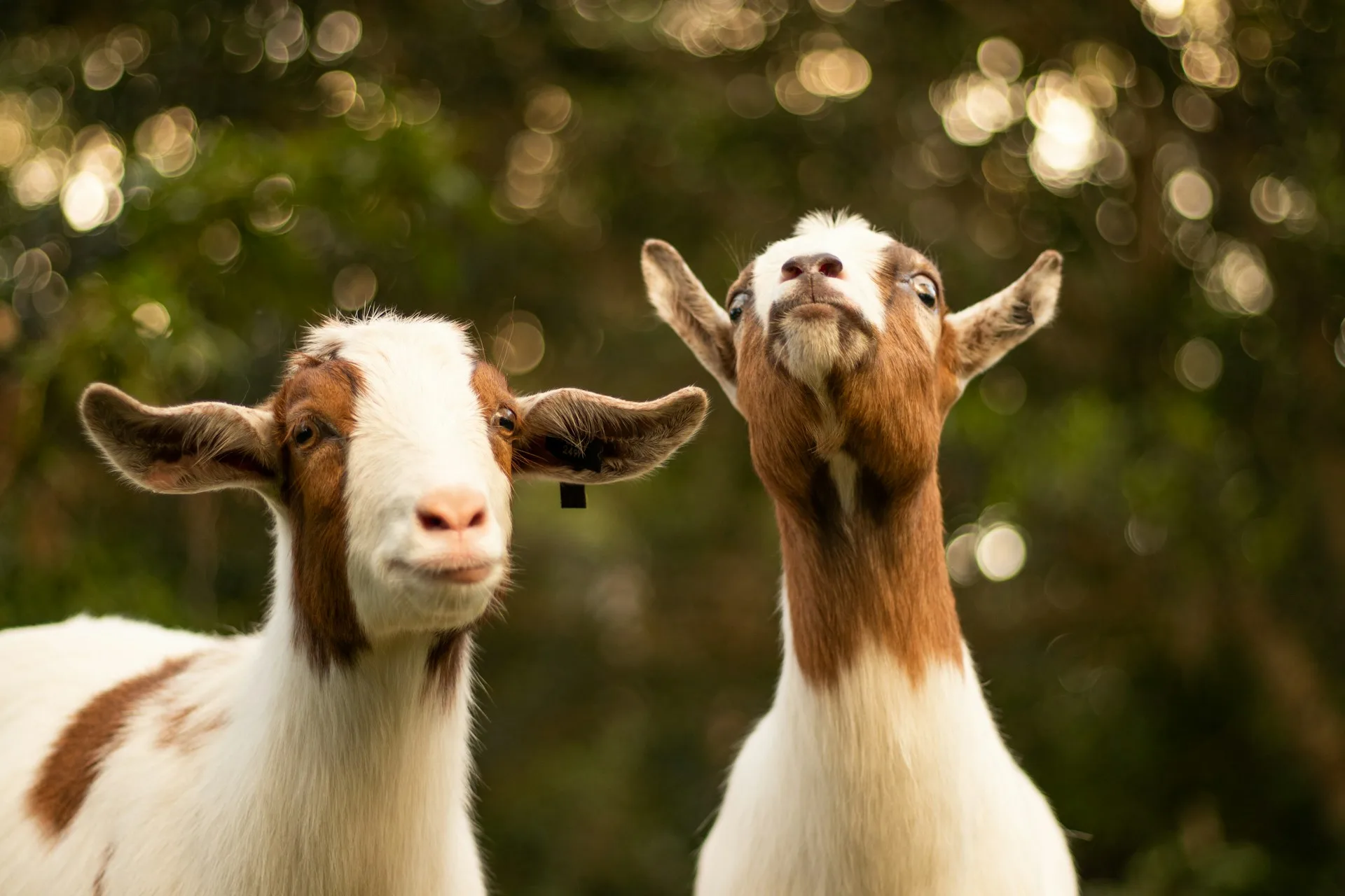 Brown and white goats against a woodland background