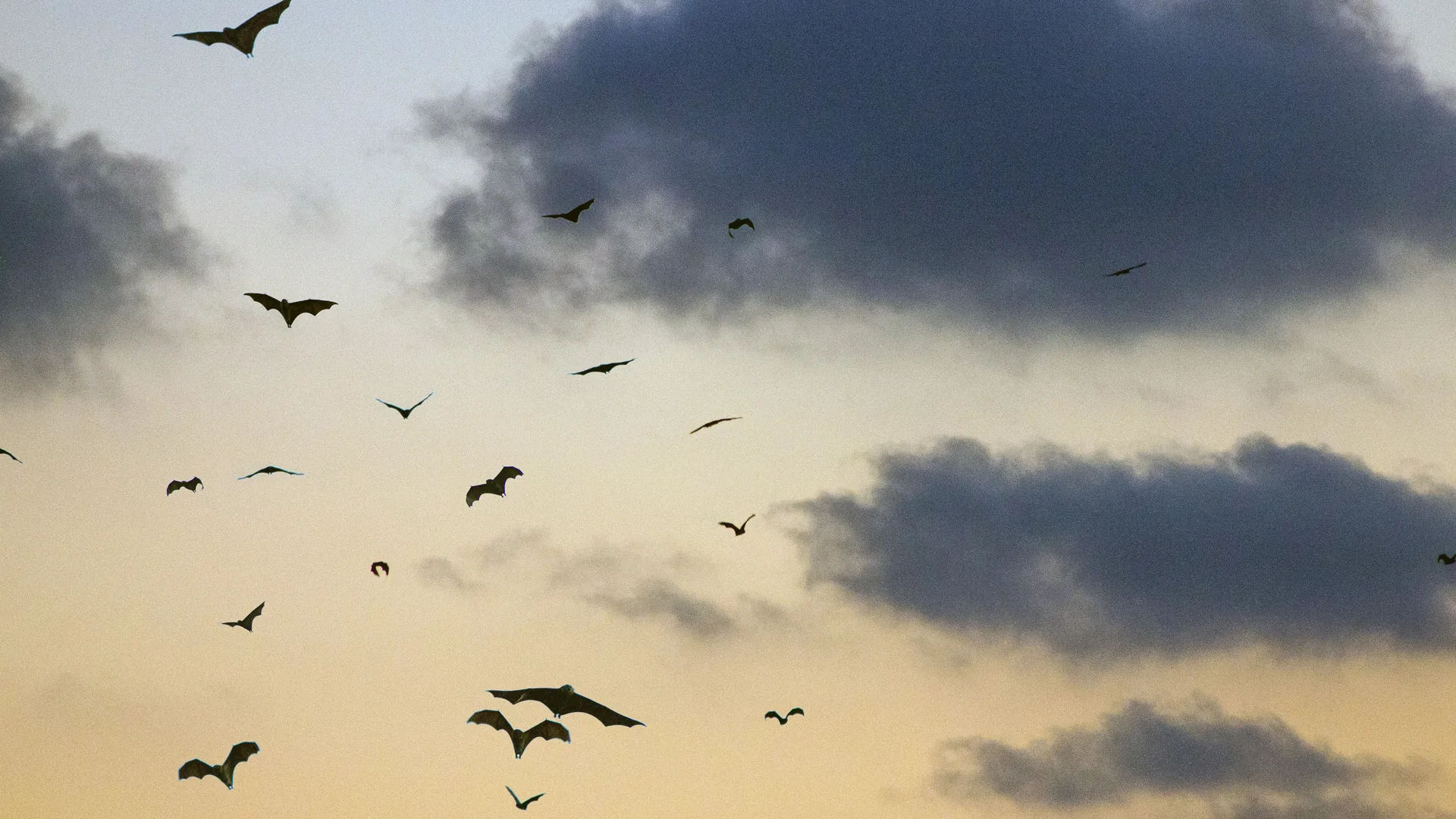 A photograph of bats flying against a sunset sky with clouds