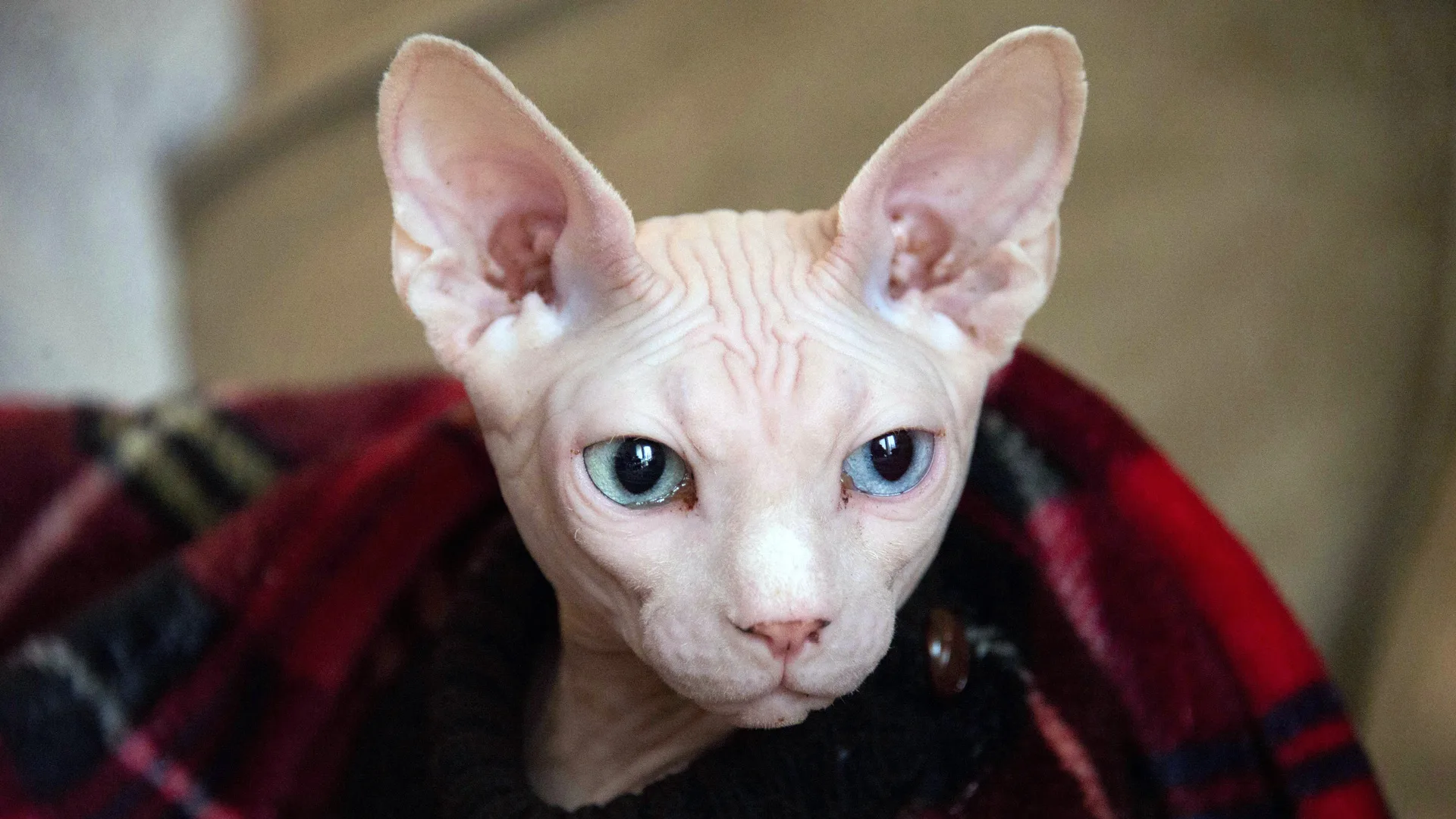 A photograph of a sphynx cat wrapped in a red blanket
