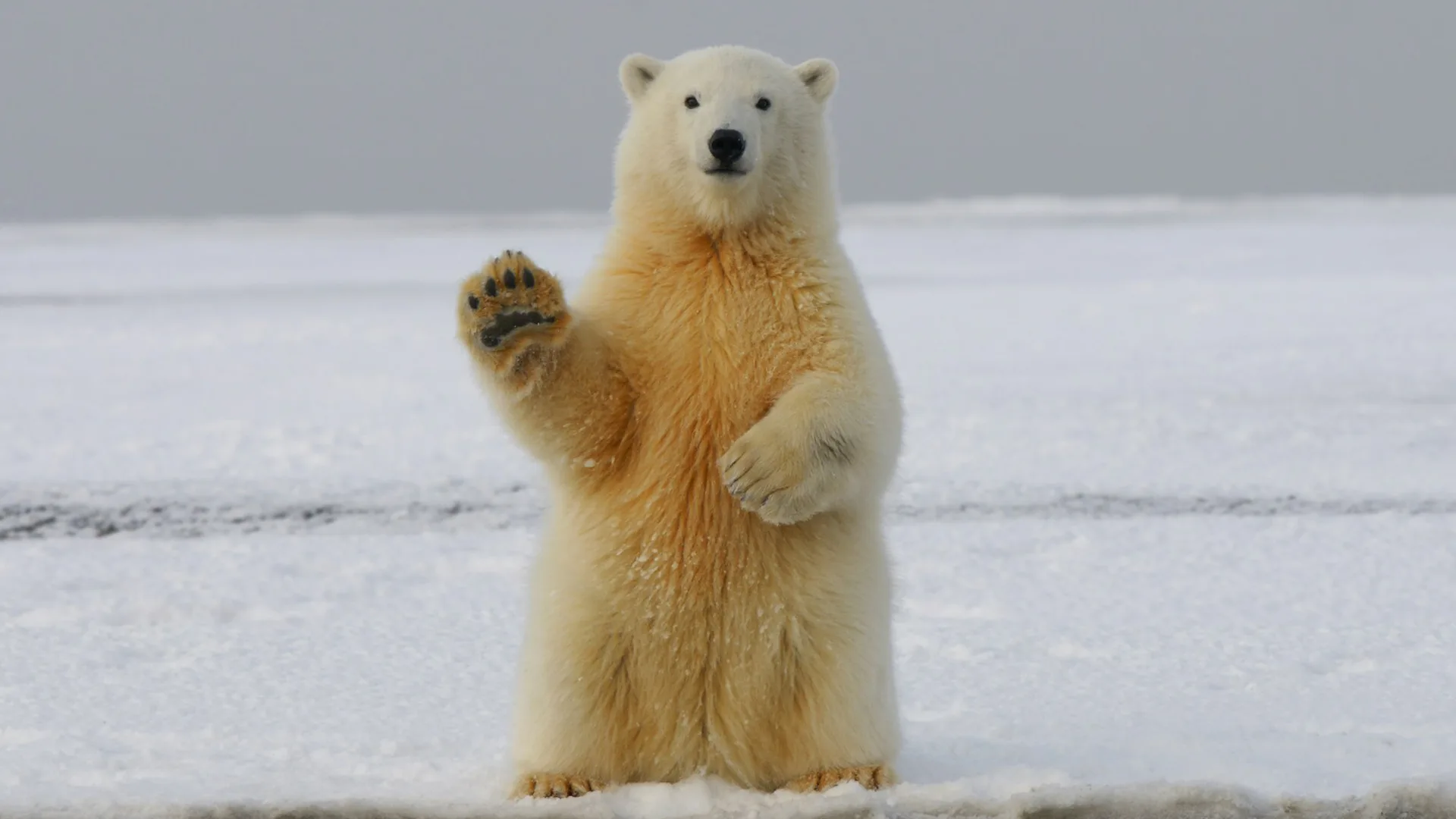 Polar bear on snow covered ground during daytime