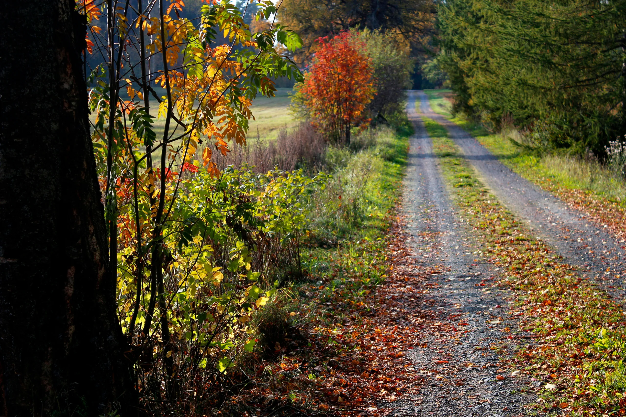 A photograph of a country road with orange leaves scattered on the ground and orange and green trees lining the path