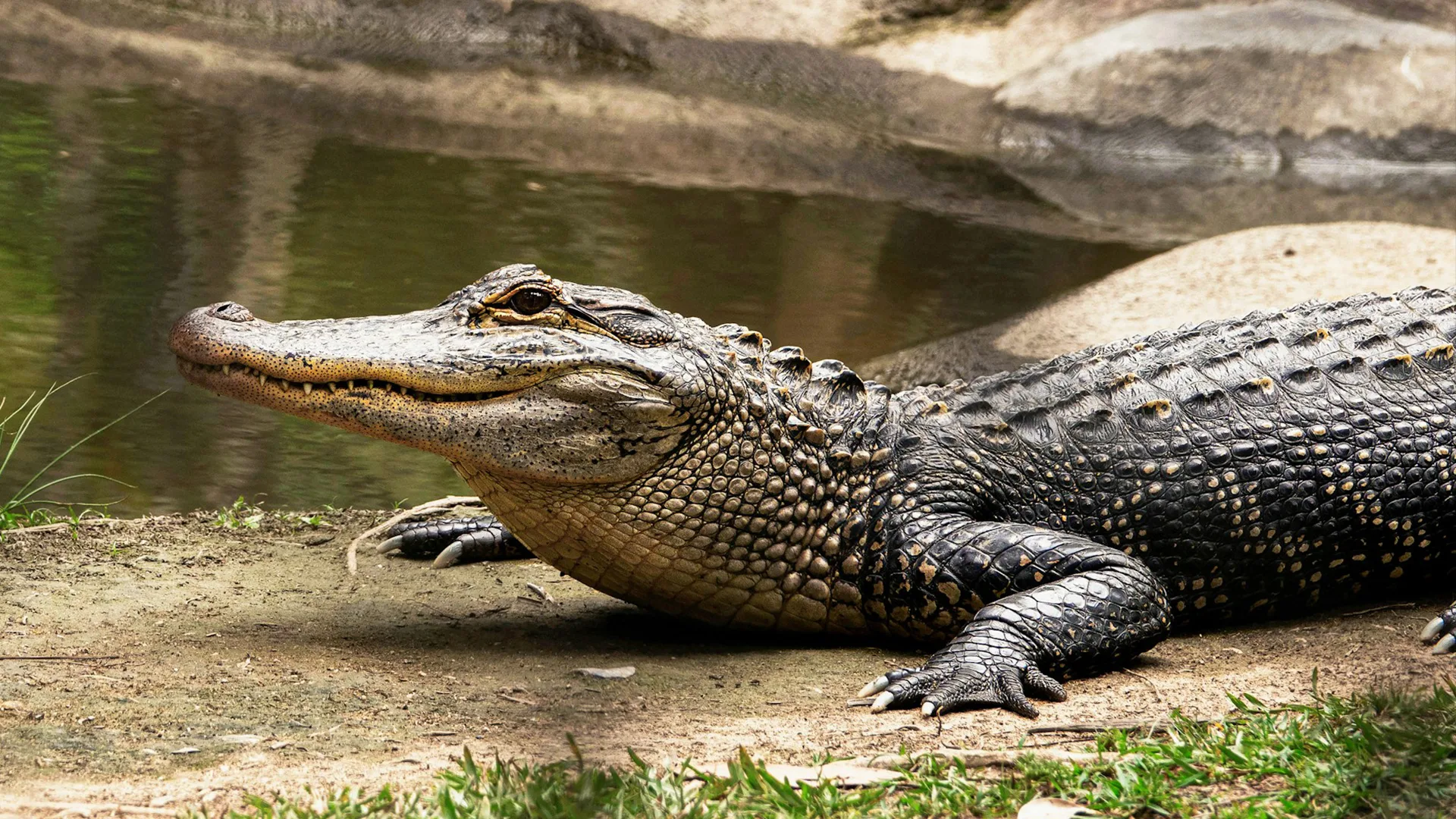 Crocodile on land next to river