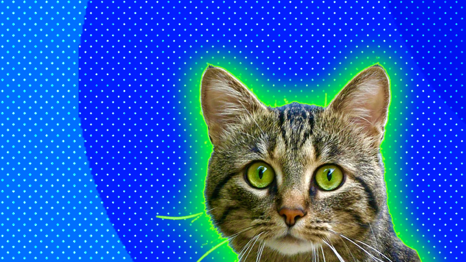 Tabby cat peeks out from the right hand side of the image, against a blue background