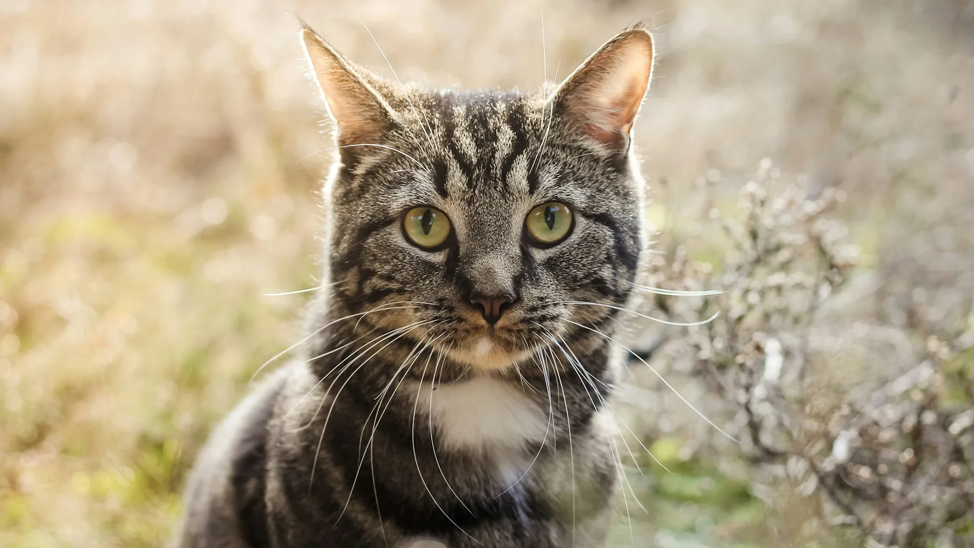 Tabby cat sits in field