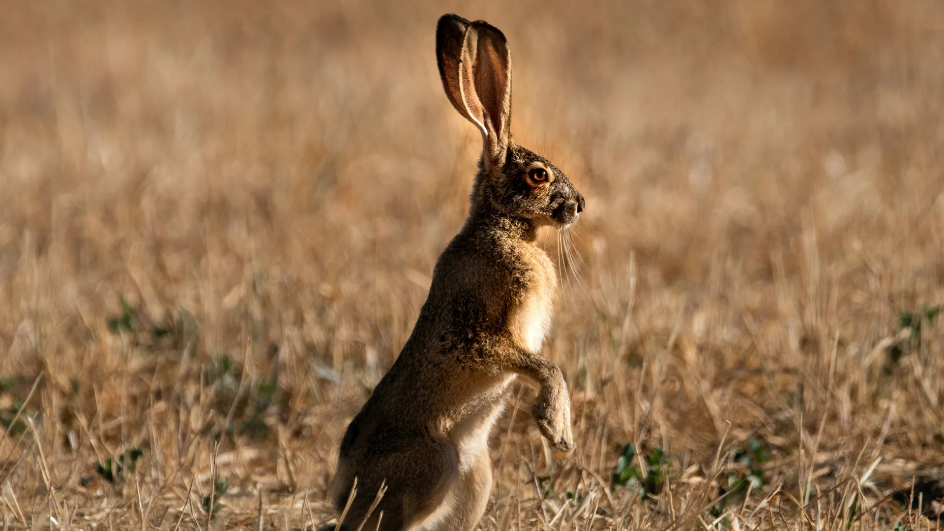 A photo of a hare stood on its back legs with its paws hanging in front in a cornfield in the late day sun.
