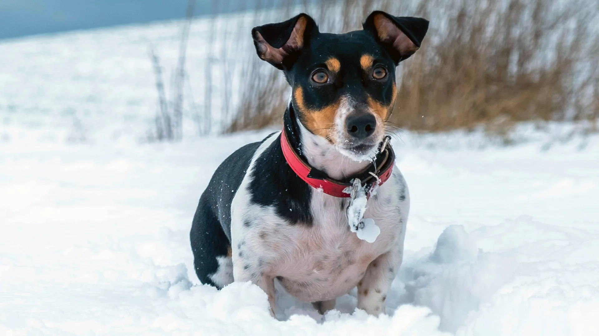A photo of a black and white Jack Russell Terrier with a red collar stood leg deep in the snow with grass in the background.