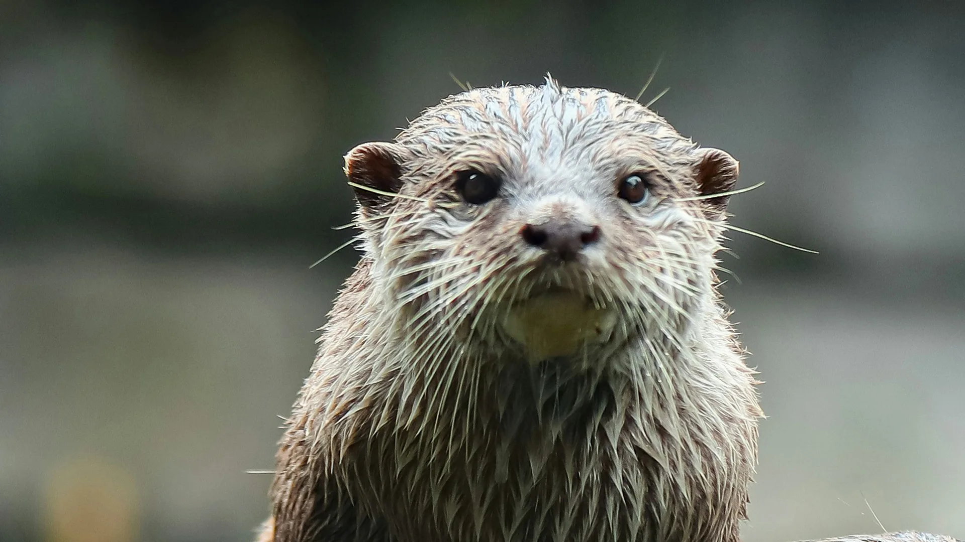 A photo of an otter who is wet from the water and staring right ahead. The background is blurry.
