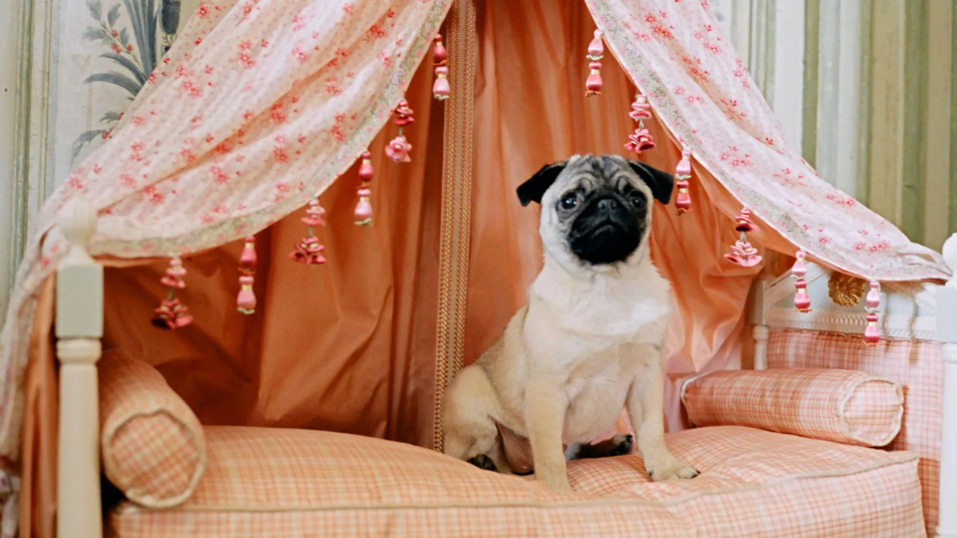 A still from Sofia Coppola's 2006 movie Marie Antoinette showing a pug sat on a pink cushion under a pink curtained canopy.
