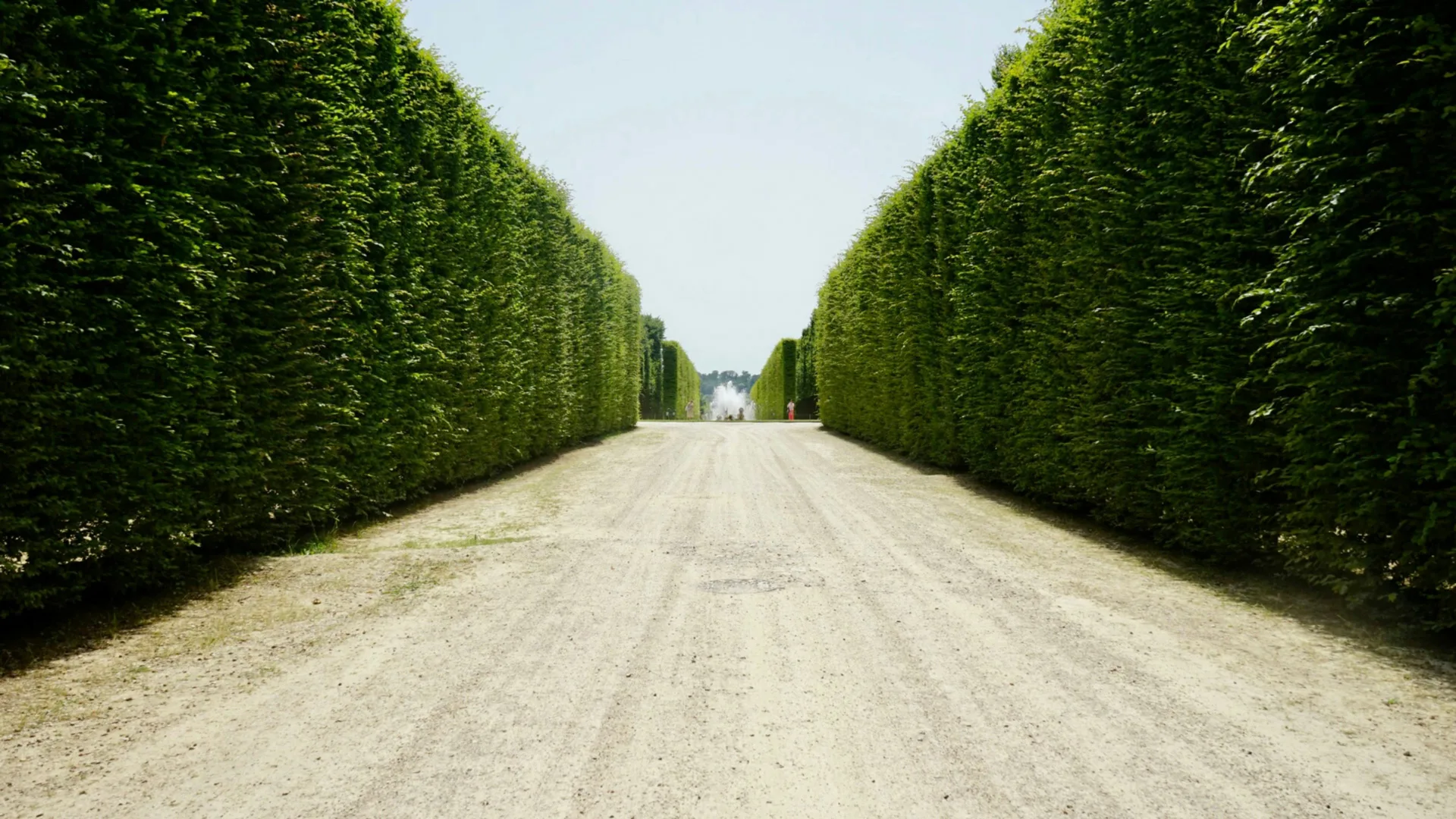A photo of inside a maze showing a path ahead with green high hedges either side with blue sky.