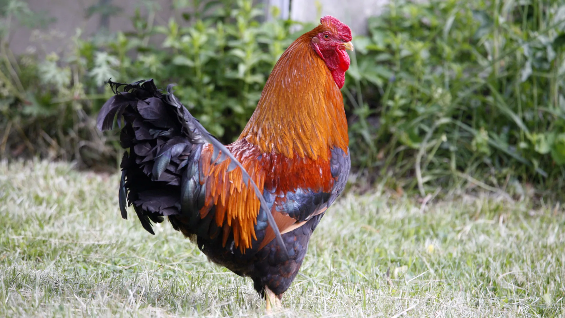 A photo of a chicken with orange, red and black feathers stood on side profile against a garden background.