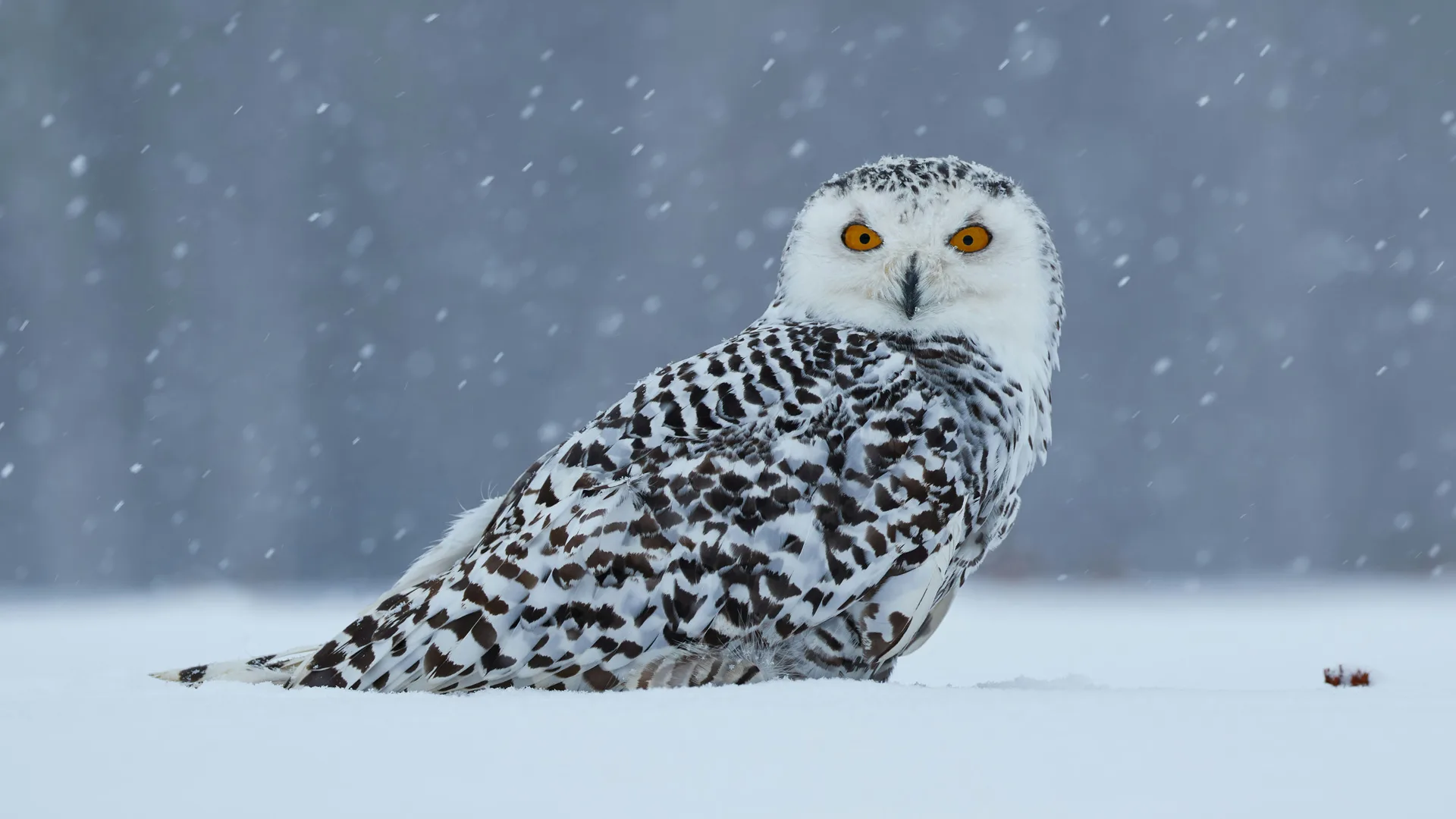 A photo of a snowy owl showing it stood in snow with snowfall coming down as it stares off into the distance.