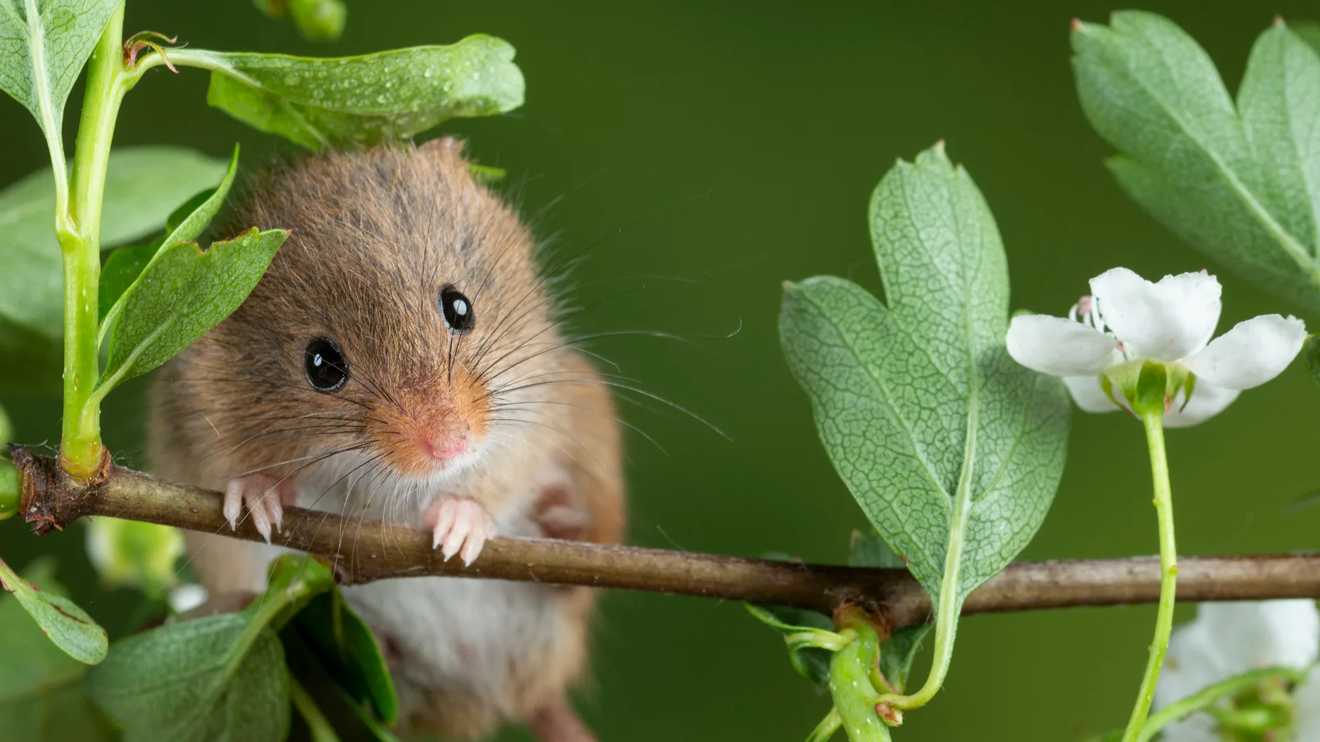A photo of a brown mouse holding onto a branch of green leaves against a dark green background.
