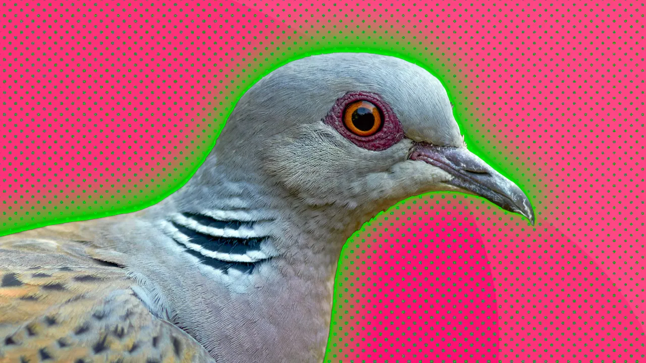 An image of a turtle dove on side profile set against a pink dotted background with a green halo.