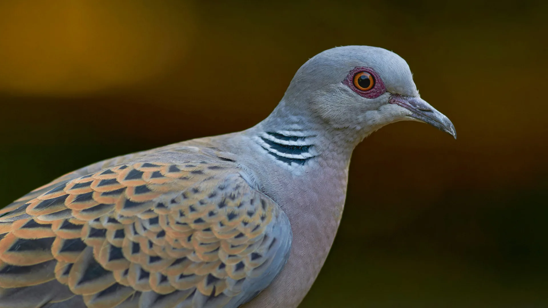 A photo of a turtle dove on side profile set against a dark background.