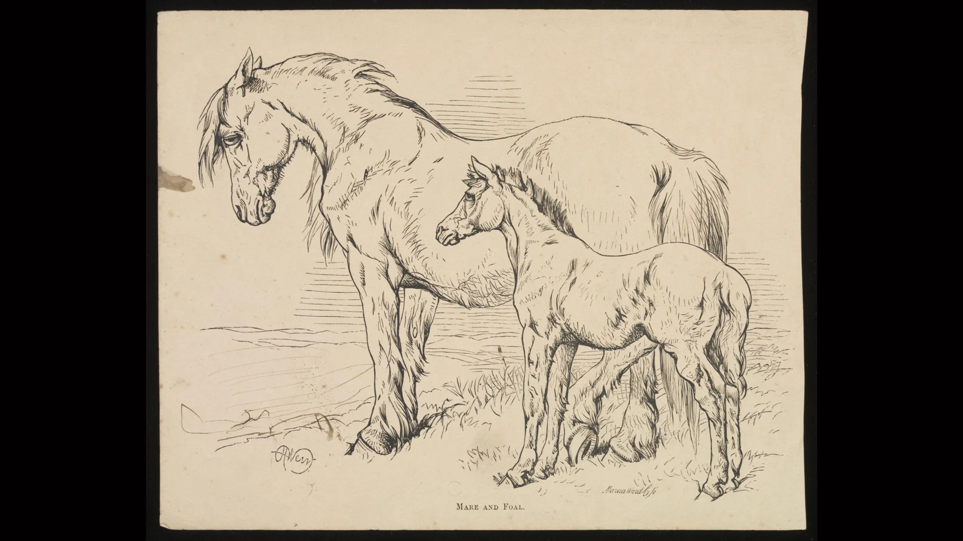 A photo of an engraving print of a mare with her foal on a beige paper. The etching itself is in black and white and shows the horses stood on some grass with a plain background.