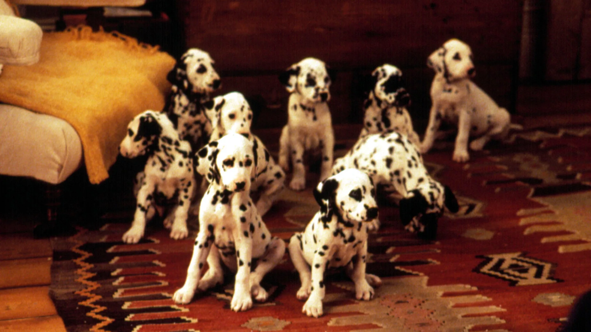 A still from the live action Disney film 101 Dalmations showing a group of dalmation puppies sat on the rug in a livingroom with a yellow chair next to them.