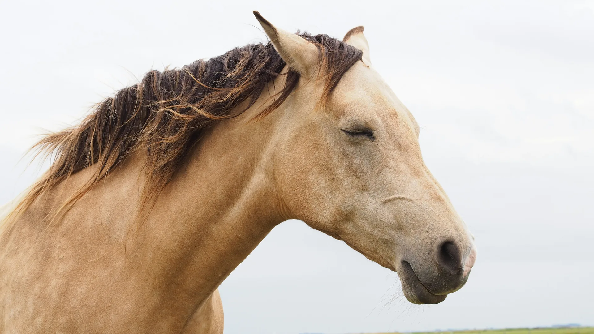 A photo of a beige coloured horse with a brown mane stood up with its eyes closed against a grey background.