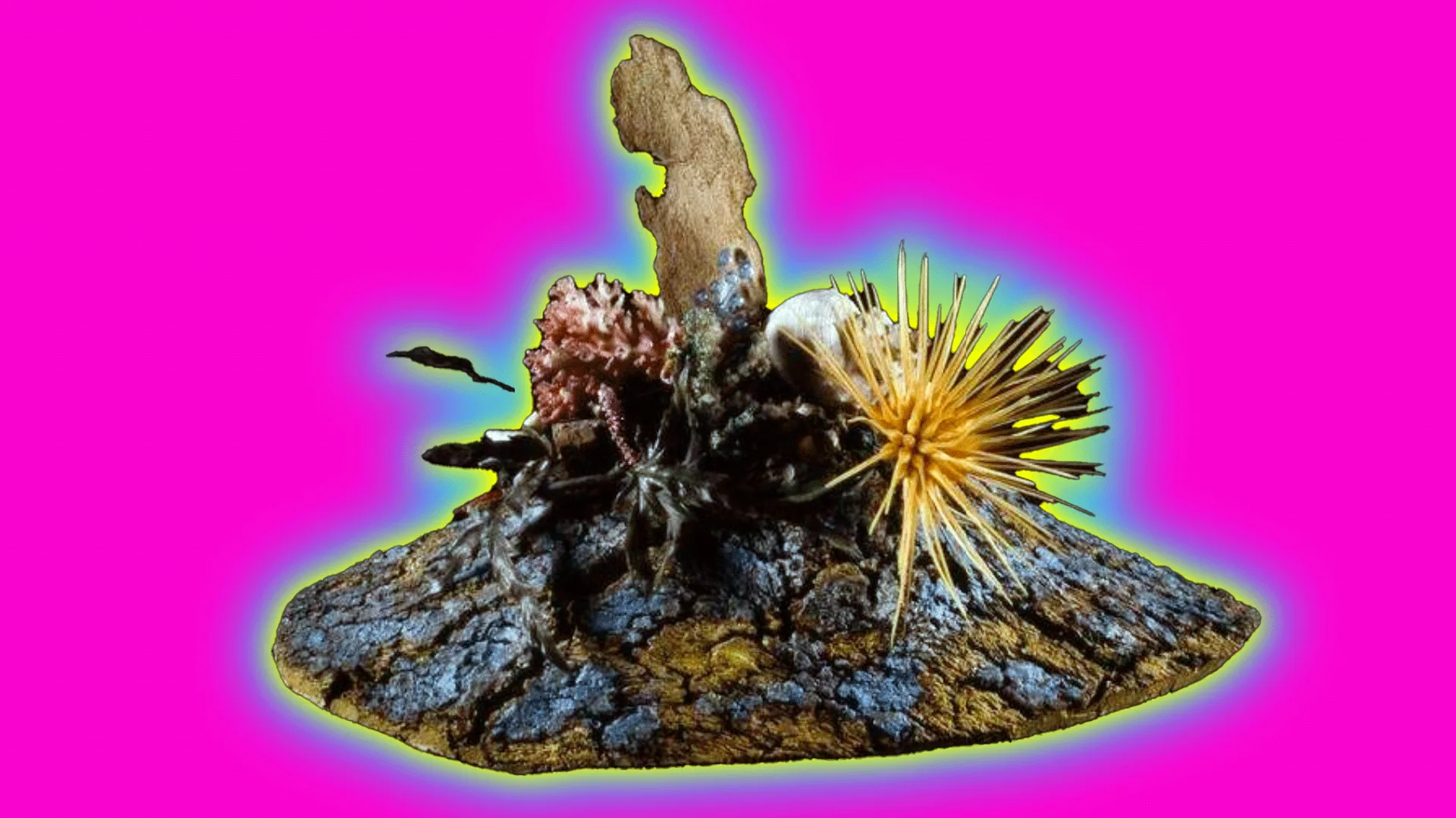 A photo of a hat made of cork and trimmed with coral, sea-shells, fishbone, sea-urchin, and other found objects. It is set against a bright pink background with a blue and yellow halo.