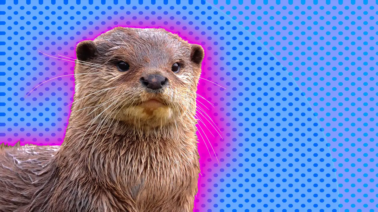 An image of an otter looking directly ahead against a blue dotted background with a pink halo